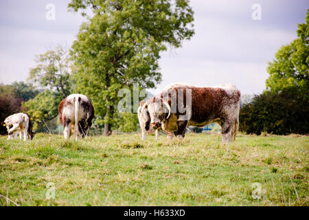 a English longhorn cow grazing Stock Photo