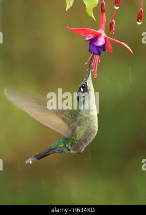 Magnificent Hummingbird (Eugenes fulgens) female feeding at flower. Cerro de la Muerte mountain range, Costa Rica. Stock Photo