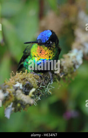 Fiery-throated hummingbird (Panterpe insignis) male. Cerro de la Muerte mountain range, Costa Rica. Stock Photo