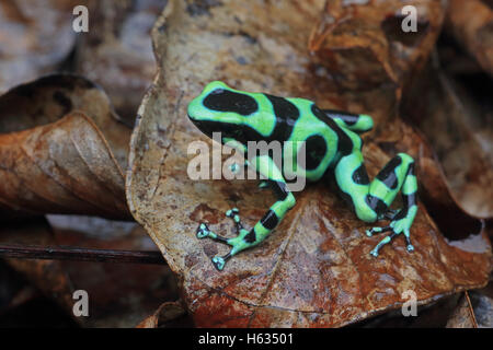 Green and black poison dart frog (Dendrobates auratus) in mountainous rainforest near Puerto Viejo, south Caribbean, Costa Rica Stock Photo