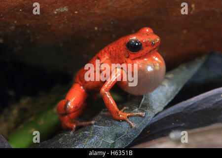 Male strawberry poison dart frog (Oophaga pumilio) calling in lowland rainforest near Puerto Viejo, south Caribbean, Costa Rica Stock Photo