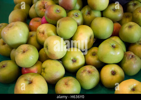 Apples on display in side Southwell Minister during the Bramley apple festival. The first Bramley apple tree was grown nearby. Stock Photo