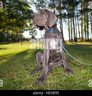 Gray Great Dane Puppy sitting on the grass with trees behind Stock Photo