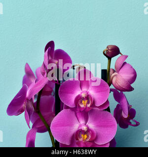 some pink Phalaenopsis orchids on a blue background Stock Photo
