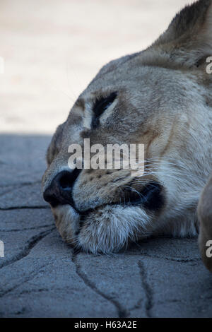 Lioness (Panthera leo) resting in the shade Stock Photo