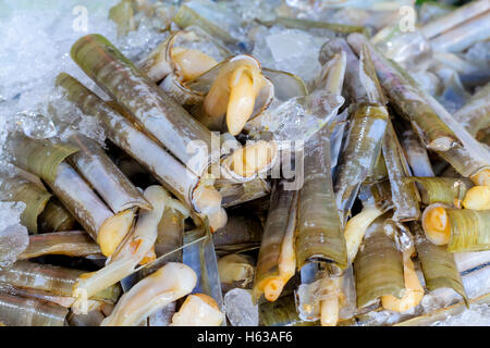 Solenidae commonly called 'razor shells,' is a family of marine bivalve mollusks in the unassigned Euheterodonta.Selective focus Stock Photo