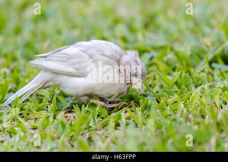 Old Age Albino Eurasian Tree Sparrow Stock Photo