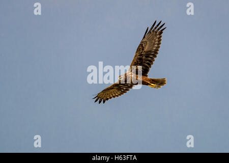 Eastern Marsh Harrier (Circus spilonotus) in flight Stock Photo