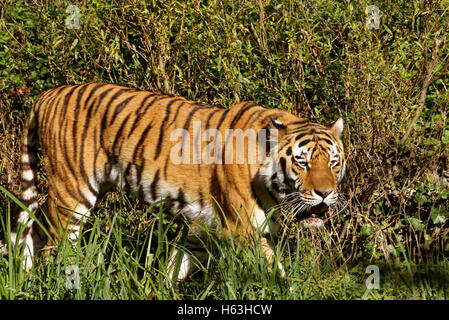 Siberian tiger (Panthera tigris altaica), also known as the Amur tiger, is a tiger subspecies inhabiting mainly the Sikhote Alin Stock Photo