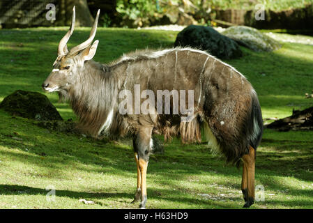 Nyala (Tragelaphus angasii), also called inyala is a spiral-horned antelope native to southern Africa. Stock Photo