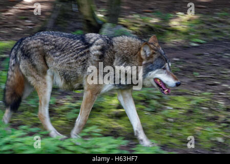 Gray wolf or grey wolf (Canis lupus), also known as the timber wolf or western wolf. Stock Photo