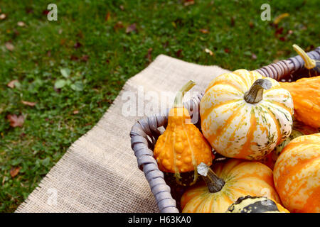 Detail of boldly coloured and patterned gourds in a basket outside in autumn on hessian and grass Stock Photo