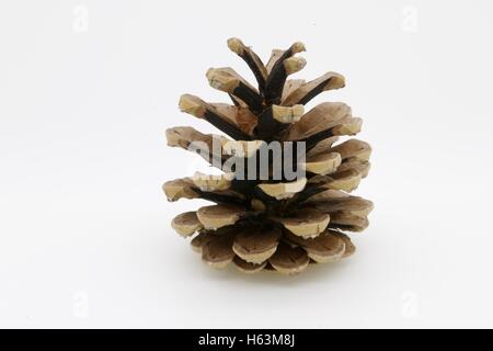 Pine Cone. Stock Photo