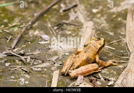 Amazonian rainforest frog Stock Photo