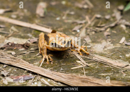 Amazonian rainforest frog Stock Photo