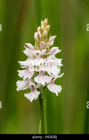 Heath spotted orchids growing in Wiltshire Hay Meadow Stock Photo - Alamy