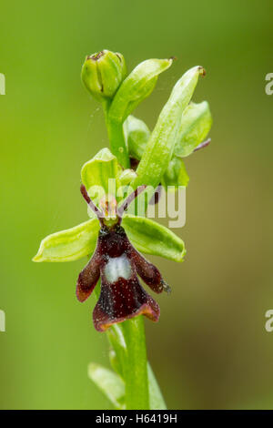 fly orchid (Ophrys insectifera) flowers growing in woodland setting in Kent, England Stock Photo