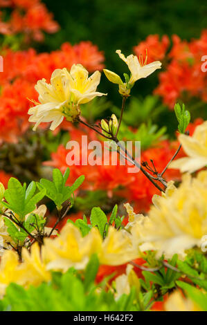 Azalea bloom, The Rhododendron Garden, Hendricks Park, Eugene, Oregon Stock Photo