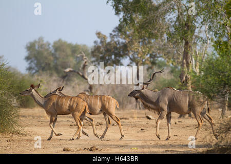 Greater kudu (Tragelaphus strepsiceros) on the move Stock Photo