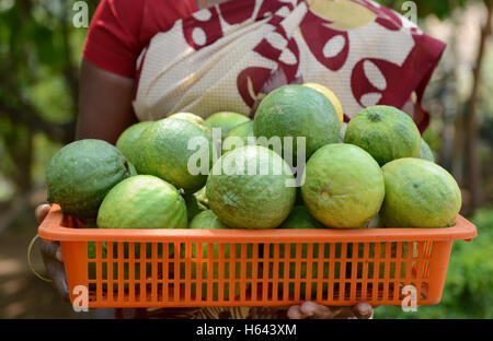 Harvested riped Citron fruits in a small citron farm in Tamil Nadu, India. Stock Photo