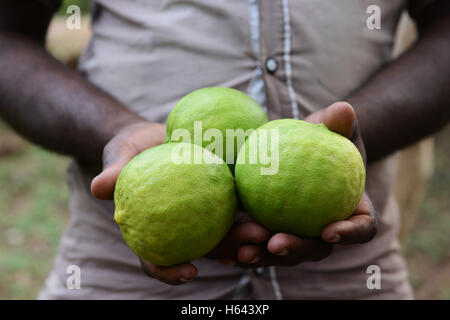 Harvested riped Citron fruits in a small citron farm in Tamil Nadu, India. Stock Photo