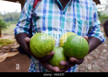 Harvested riped Citron fruits in a small citron farm in Tamil Nadu, India. Stock Photo