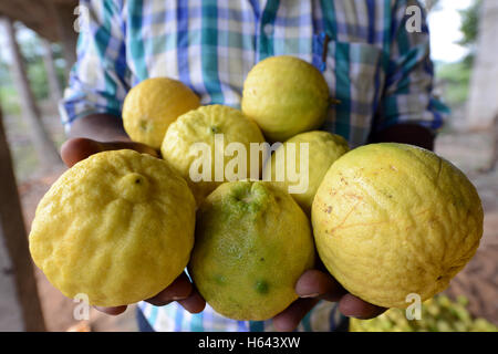 Harvested riped Citron fruits in a small citron farm in Tamil Nadu, India. Stock Photo