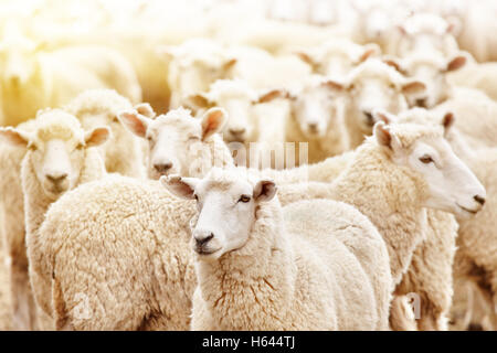 Livestock farm, flock of sheep Stock Photo