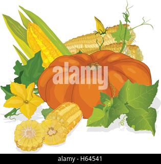 Seasonal background with plump pumpkins, corn and leaves Stock Vector