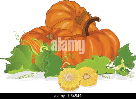 Seasonal background with plump pumpkins, corn and leaves Stock Vector