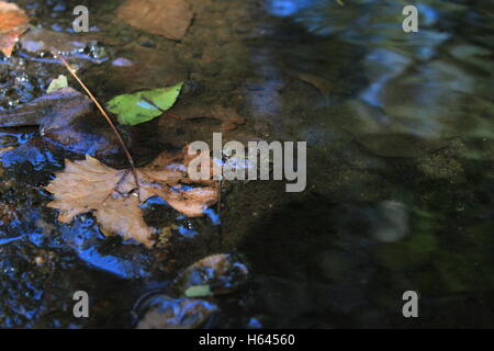 A little camouflaged cricket frog on a creek bank Stock Photo