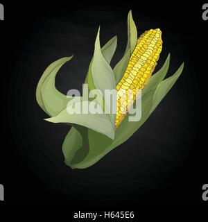 Yellow corn on the cobs and leaves isolated. Vector illustration. Stock Vector