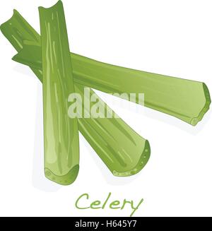 Green fresh celery. Stick isolated vector on white. Stock Vector