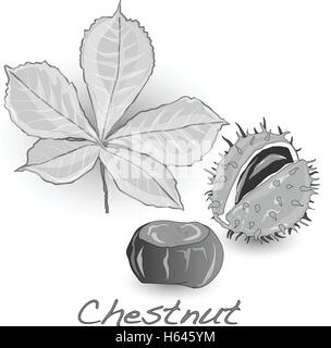 chestnut vector isolated on white background Stock Vector Image & Art ...