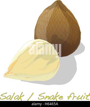 Salak / Snake fruit isolated vector Stock Vector
