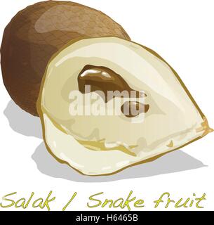 Salak / Snake fruit isolated vector Stock Vector