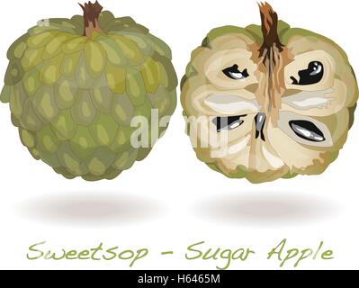 Sugar Apple (custard apple, Annona, sweetsop) vector on white background Stock Vector