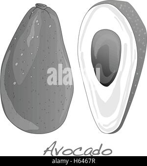 Avocado vector isolated on white Stock Vector