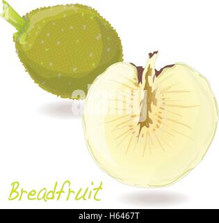 Breadfruit  vector isolated on white background Stock Vector