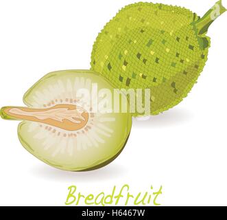 Breadfruit  vector isolated on white background Stock Vector