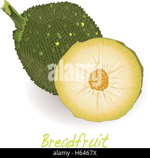 Breadfruit  vector isolated on white background Stock Vector