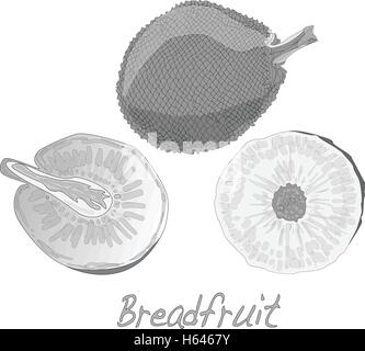 Breadfruit  vector isolated on white background Stock Vector
