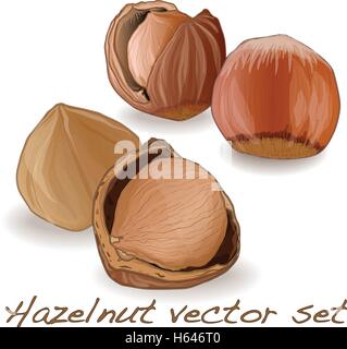 hazelnut vector set isolated Stock Vector