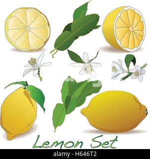 lemon set isolated Stock Vector