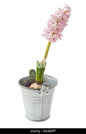 pink fresh hyacinth blooming flowers in metal pot isolated on white background Stock Photo