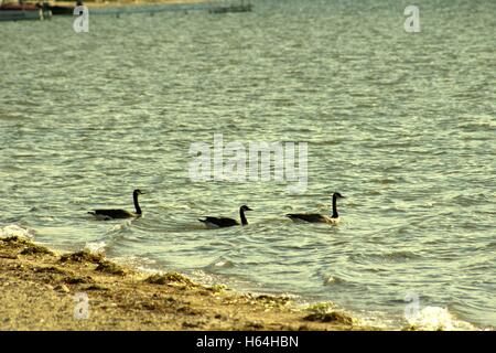 Three Geese Floating on Lake Missaukee, Lake City, Michigan Stock Photo