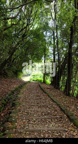 Path through shady forest trees covered with fallen leaves Stock Photo