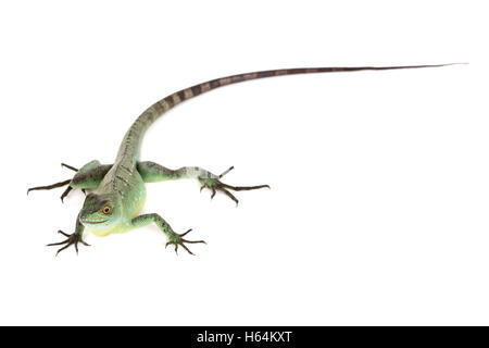 Baby green basilisk isolated in a white background Stock Photo - Alamy