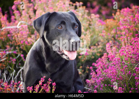 Black Labrador Dog sat in Pink Heather Stock Photo