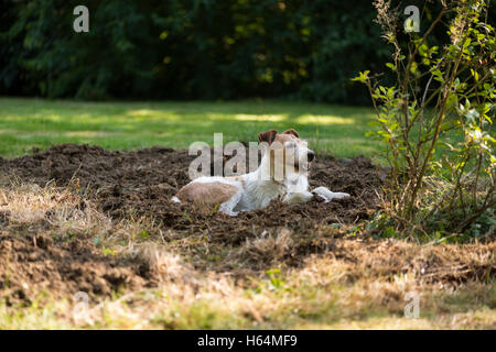 Jack Russell Dog Laying in Garden Stock Photo